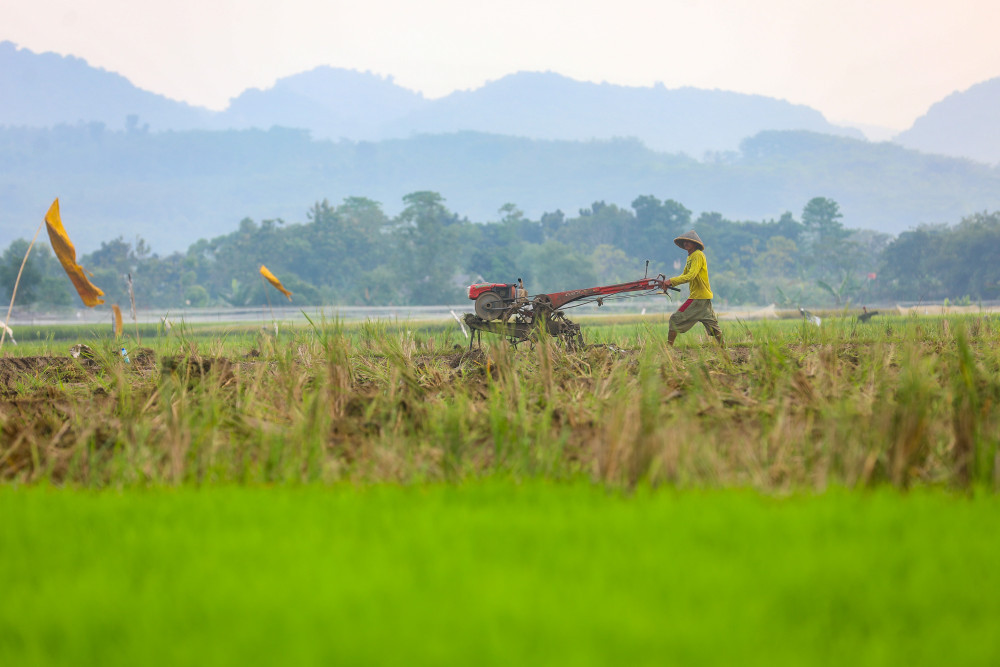 petani membajak sawah